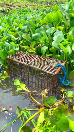 Fish catching tips | Fishing Village