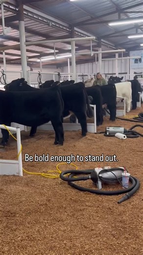 It’s pretty black and white here! It won’t matter if she’s in a crowd of all white ones, you are still going to find her, she’s the kind. Lot 47, proven pedigree and just flat out nice. Sells tonight in Stillwater, OK at the Classic Female Sale. Sale broadcasted live in @cci.live | Griswold Cattle