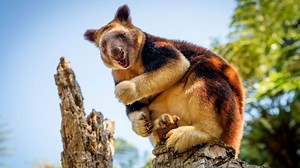 103K views · 879 reactions | Have you ever seen a kangaroo climb a tree? | Beautiful News | Facebook