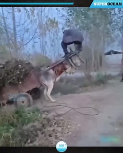 4K views · 34 reactions | 120Most Unbelievable Animal Moments Ever Caught On Camera | 퐌퐀퐔퐋퐀퐍퐀 퐑퐔퐇 퐔퐋 퐀퐌퐄퐄퐍 | Facebook