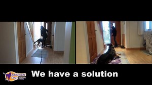 14K views · 19 reactions | Do you want your dog to be better behaved...