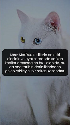 Egypt's Noble Heritage: The World's Oldest and Fastest Cat