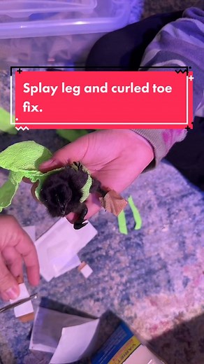 How i am treating my Ayam Cemani chick for curled toe and splay leg! Hoping it helps! I have noticed a realky good improvment over the last few days so ill continue his treatment! #spraddleleg #splayleg #incubation #chickensoftiktok #fyp
