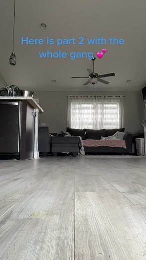 Adorable Silver Lab Puppies Compilation