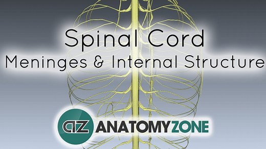 Spinal Cord - Internal Structure and Meninges - 3D Models, Video Tutorials & Notes | AnatomyZone