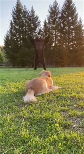 The Bear Started Doing Jumping Jacks