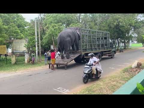 Elephant unloading elephant 🐘 travel #nature #jimcorbettwildlifeandnatureview #
