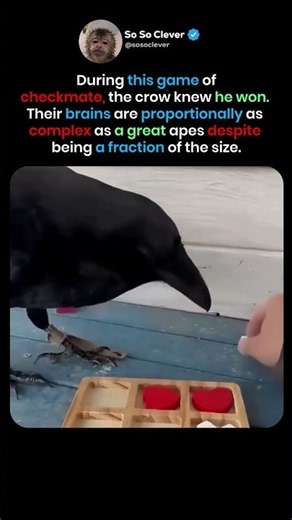 Proof That Crows Are Smarter Than You Think