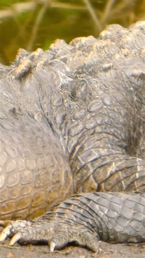 Alligators have a clear third eyelid that slides across the eye underwater like built-in goggles