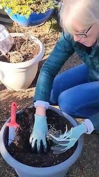 🤩 Hosta Root Planting in Containers 🪴 #shorts #hostas