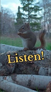 Sounds of the Lake #squirrel #cattv #wildlife