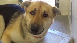 14K views · 916 reactions | ADOPTED - moved to SAFE Album on 03/01...