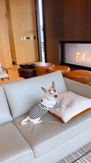 💓💓 #dogvideo #dog #dogsofinstagram #dogvideos #doglife #dogoftheday #puppy #doglover #dogstagram #instadog #dogvideosofinstagram #doglovers #jackrussell #jrt #jackrussellterrier #jackrusselllove #jackrussellmoments #jrtlove #puppiesofinstagram #puppyvideo #puppylove #cute #doglove #dogslife #happydog #dogsofinsta #cutedogs #dogphotography #funnydog #love | Moshe The Jack