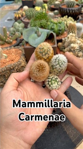 Mammillaria Carmenae 🌵 #cactusgarden #cactus #succulent #mammillaria #gardening #cacti #plantcare