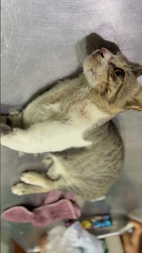 A case of Rabies in Cat.....(dFAT +)