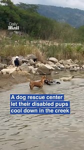 27K views · 547 reactions | Living life to the fullest  | Daily Mail Animals | Facebook