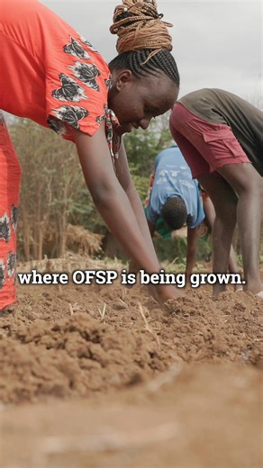 Eat a lot of sweet potatoes this winter? 🍠 So did kids we work with in Turkana County, Kenya. In fact, a ChildFund program that introduced orange sweet potatoes to local farmers has helped drive down child malnutrition in the area from above 30% to less than 20%. Watch 🎥 to see how! | ChildFund