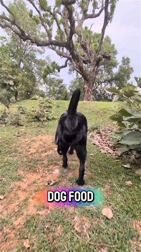 song that plays in my dog's head #dogsoffacebook #funnyreels #labsoffacebook #dogsofinstgram #dogstagram #dogdad #reels | Puppy Stan Diaries