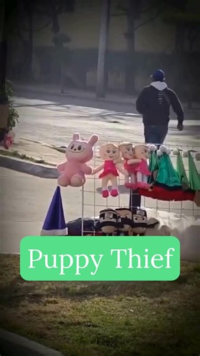 Cute puppy goes viral after stealing a stuffed toy from a street vendor in Mexico City. | Riviera Maya News & Events