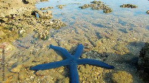 A blue starfish/sea star is moving in shallow water on the reef in Fiji.