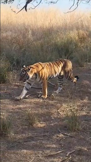 Majestic Tiger Walk in Ranthambore 🐅 | Close Wildlife Encounter 🔥 shorts