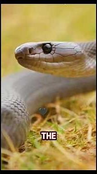 What Happens If a Black Mamba Bites You? | WildLogic Documentary