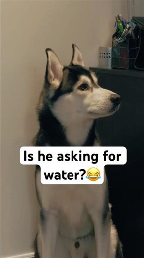 My Husky Said He Wanted Water… Watch This 😭🐺