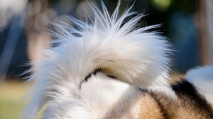 Precious Pomapoo Puppy Looks Like She Crawled Off the Shelf of Build-a-Bear Workshop