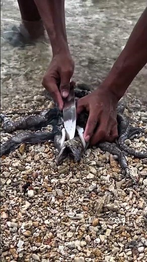 Snake Inside Octopus? 😱 Shocking Sea Mystery Revealed!
