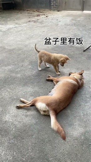 Puppy fetched food, called mother, but no food for child!#funny #adoreble #pets #puppy