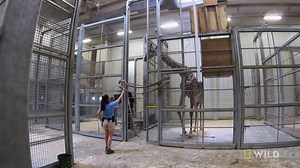 29K views · 793 reactions | Dr. Priya and the team are hoping to get a look at Zuri the giraffe's baby on ultrasound, if only Zuri will cooperate. | National Geographic Animals | Facebook