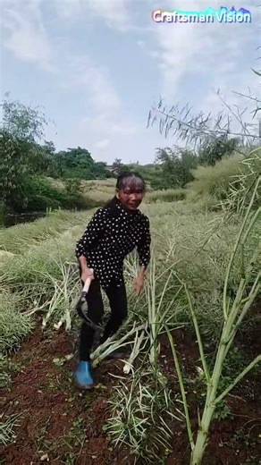 Harvesting method that ensures quality and prevents mold for rapeseed
