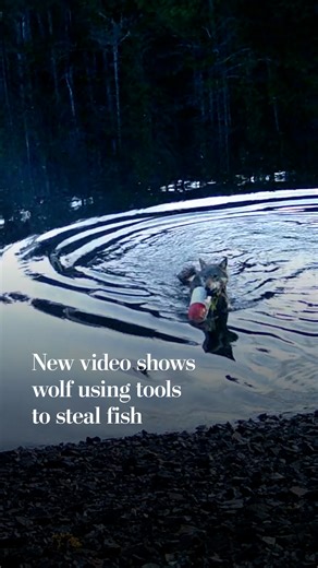 New video shows wolf using tools to steal fish