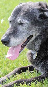 2K views · 21 reactions | Understanding your dog’s body language is...