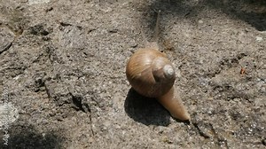 Natural scene with Helix pomatia escargot slow-mo 1080p FullHD footage - Slow motion Roman or Burgundy snail on the stone 1920X1080 HD video