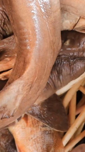 38K views · 827 reactions | Find lotus for monkey and dogs #survival #hunting #fishing #doglover #dog | Uncle Bee Recipe | Facebook