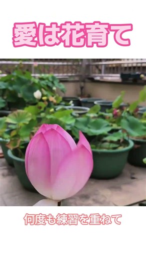 ネットで見つけた花の育て方を実践、一歩ずつ真似してみた…何度も練習して、ついに成功！🌱✨#花の育て方 #園芸初心者 #成長記録 #満開の花 #癒し系vtuber