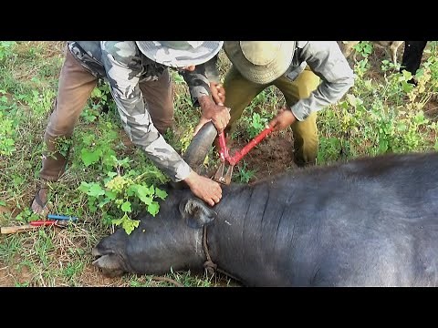 Wild Water Buffalo's Life-or-Death Rescue From Deadly Snare Will Leave You Speechless