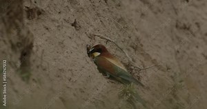 Richly-Coloured European Bee-Eater Or Merops Apiaster Near The Nest Entrance