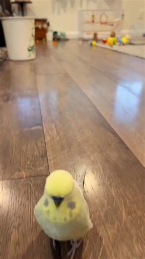 Run run, Budgie is coming part 3. 🐦😱 #love #reels #budgie #trend #birds #viral #trending #like #budgies #bird | PlayGround Of Budgies