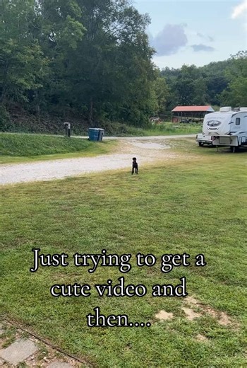 Mom just let me poop in piece 😂 #doodles