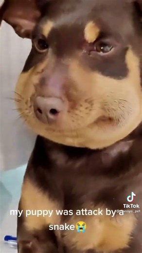 So Cute Pets Gallery 😍😍😍 Funny Animal Videos 😍❤️