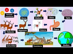 LEVELS OF ORGANIZATION OF LIVING BEINGS