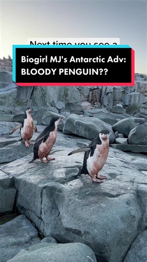 Understanding Pink Penguin Poop in Antarctica