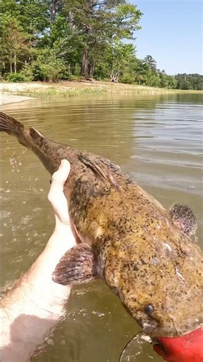 Catfish noodling! [underwater video] | N1 Outdoors #noodling #fishing #gopro