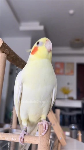 93K views · 4K reactions | Adorable Cockatiel Jerry's Cute Singing and Dancing Moments ✨列珞 #cockatielscraze #FeatheredFriends #CockatielsCraze #TooCuteToHandle #Cutepets #PetStars #BirdLovers #PetBird #CuteCockatiel #cockatiel #pets #birdsinging #cutepetstrending #FunnyBird | Cockatiels Craze | Facebook