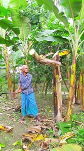 168K views · 391 reactions | Banana tree cutting skills| Videos Ep- 856 | Shahed BD | Facebook