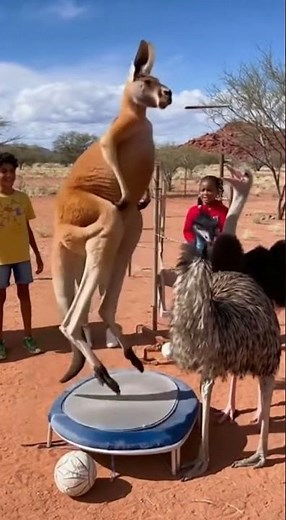 Kangaroo's CRAZY Punch Shocks Everyone! #Viral #Animals