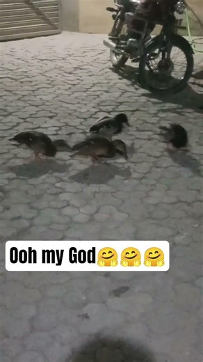 Mallard flock came to my home at night #hunting #youtubeshorts #waterfowling #duckhunting #shorts