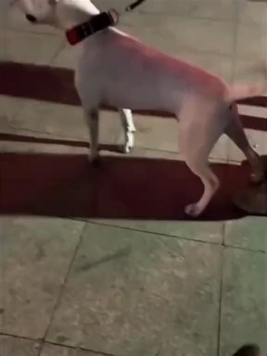 Coco's Playful Moment: A Dog's Home Adventure